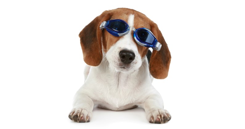 Hund med svømmebriller